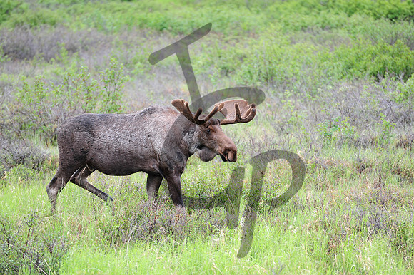 Denali Moose_2