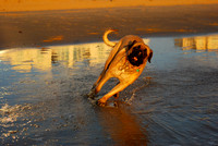 Speedy little puppy_2