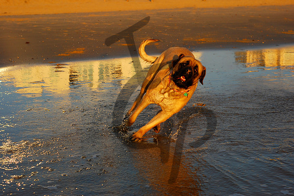 Speedy little puppy_2