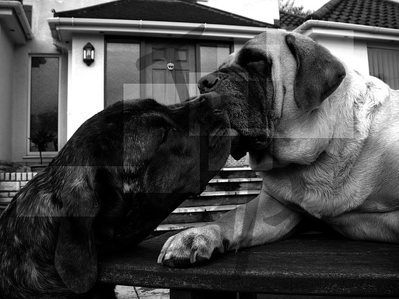 Old Friends