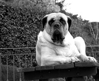 Regal