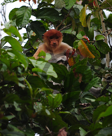 Proboscis Monkey_2
