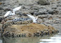 Arctic Tern_5