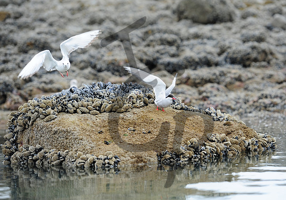 Arctic Tern_5