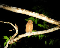 Buffy fish owl_2