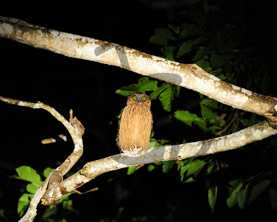 Buffy fish owl_2