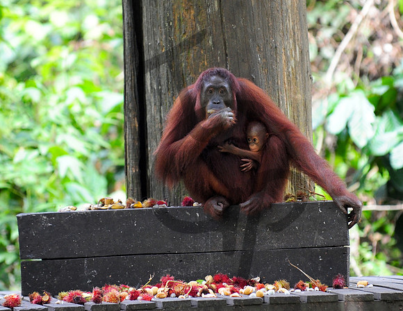 Sepilok Orangutan_6